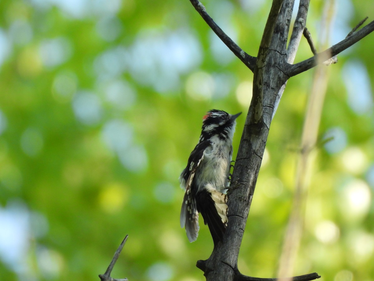 Downy Woodpecker - ML620357467