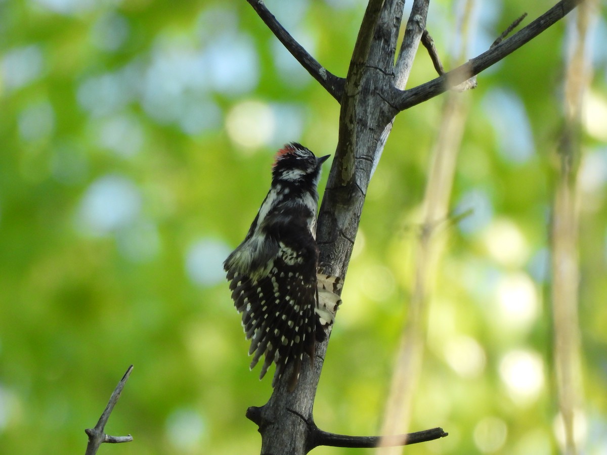 Downy Woodpecker - ML620357468