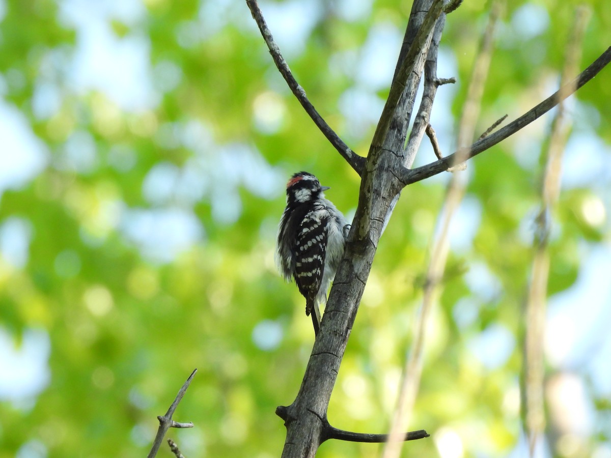 Downy Woodpecker - ML620357470