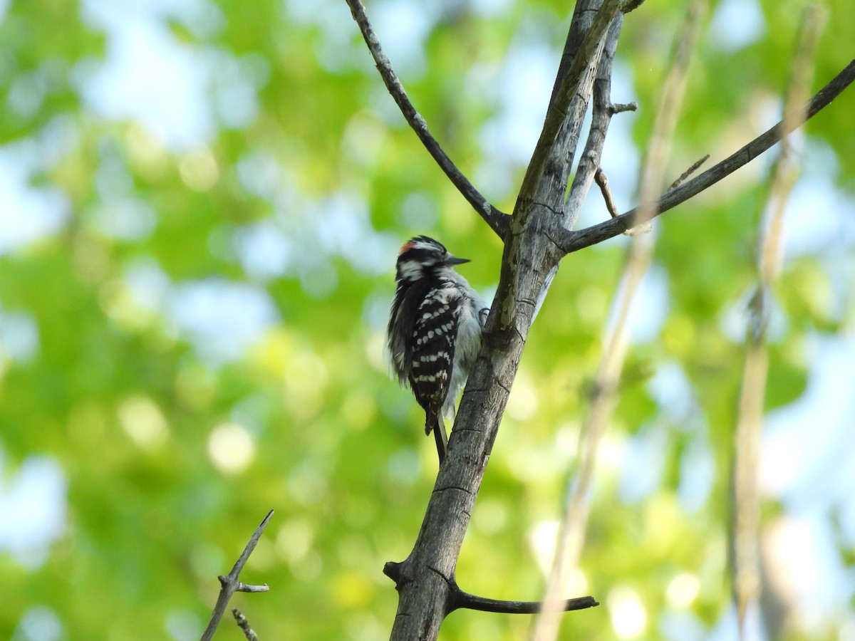 Downy Woodpecker - ML620357471