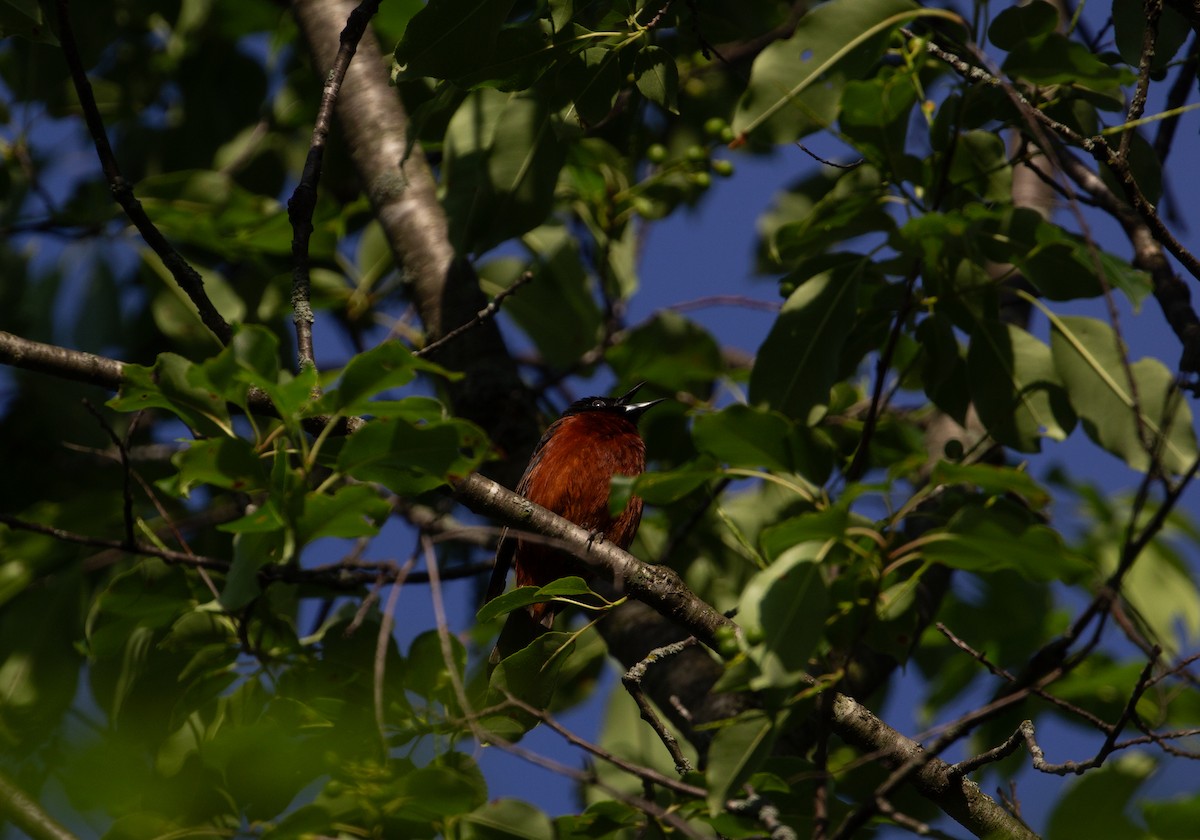 Orchard Oriole - ML620357472