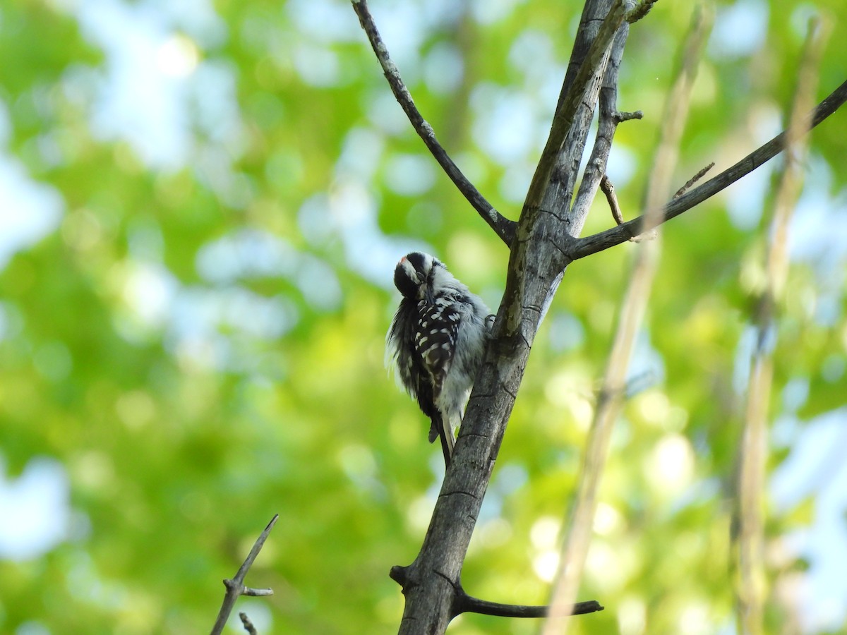 Downy Woodpecker - ML620357473