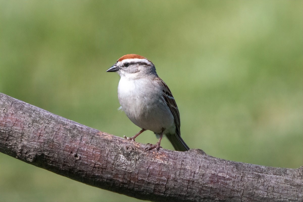 Chipping Sparrow - ML620357475