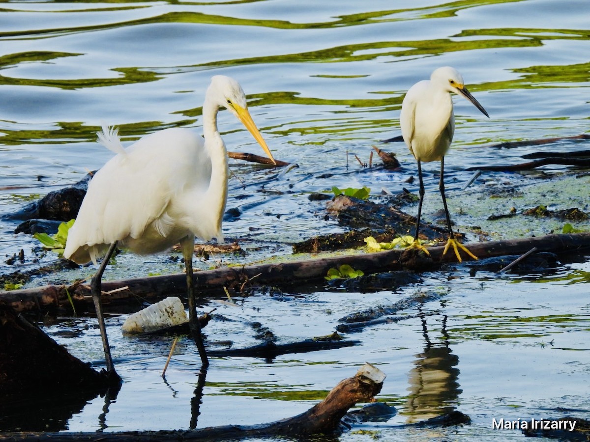 Great Egret - ML620357476