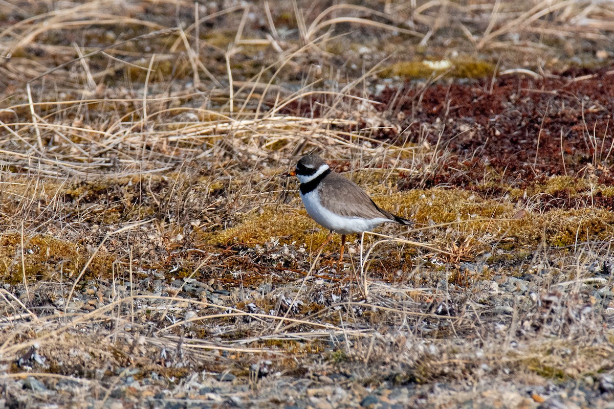 Common Ringed Plover - ML620357477