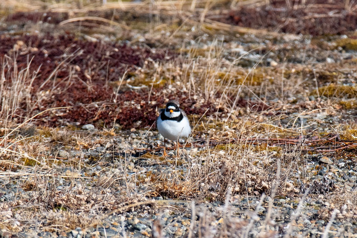 Common Ringed Plover - ML620357478