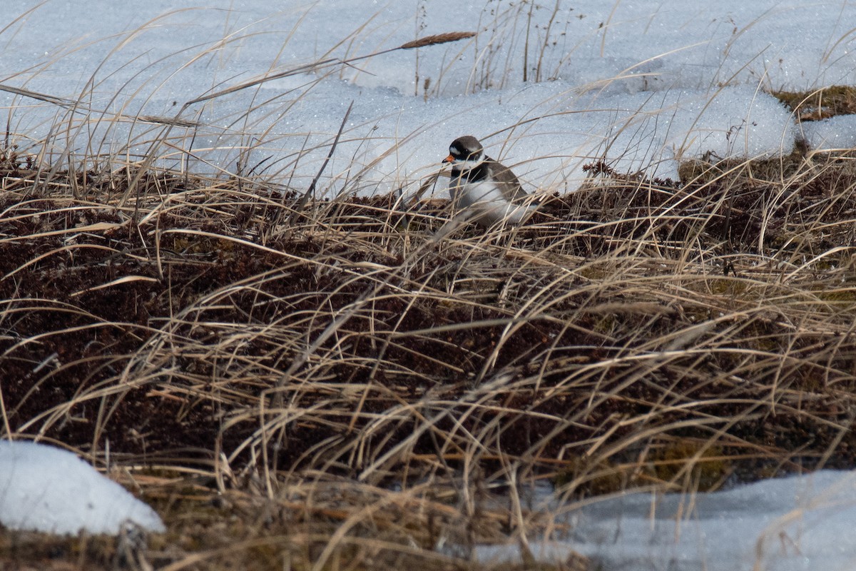 Common Ringed Plover - ML620357480