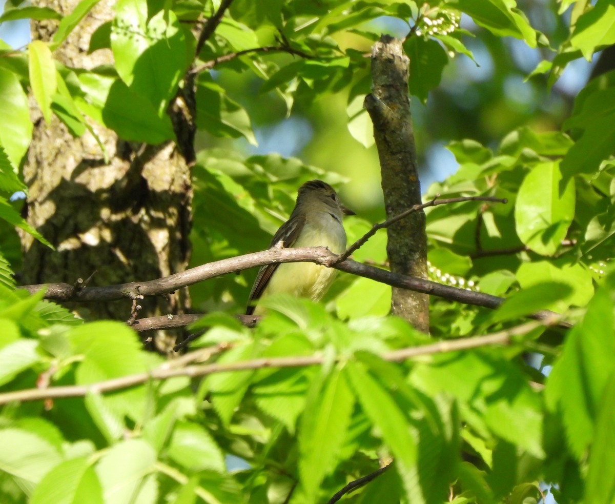Great Crested Flycatcher - ML620357482