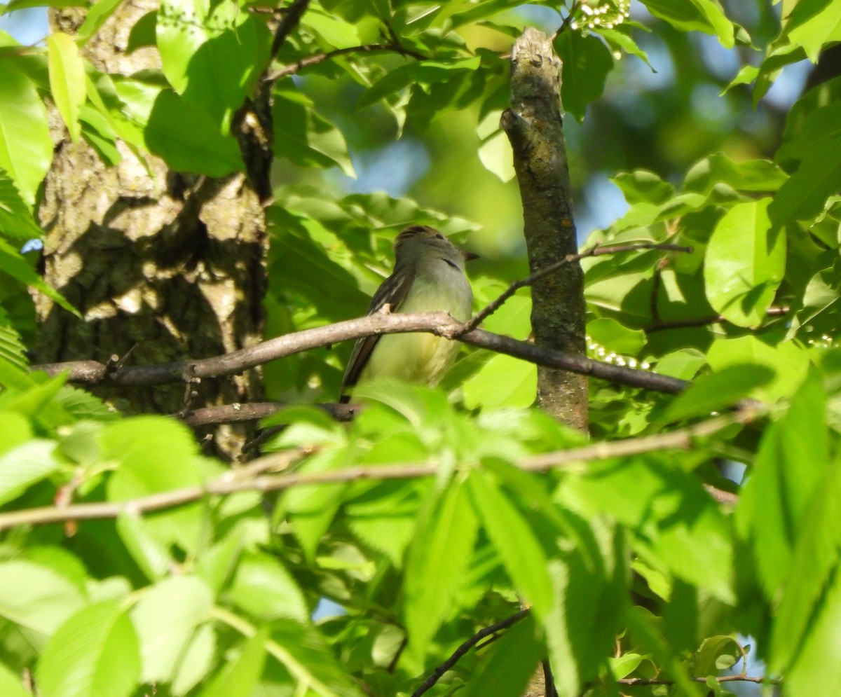Great Crested Flycatcher - ML620357483