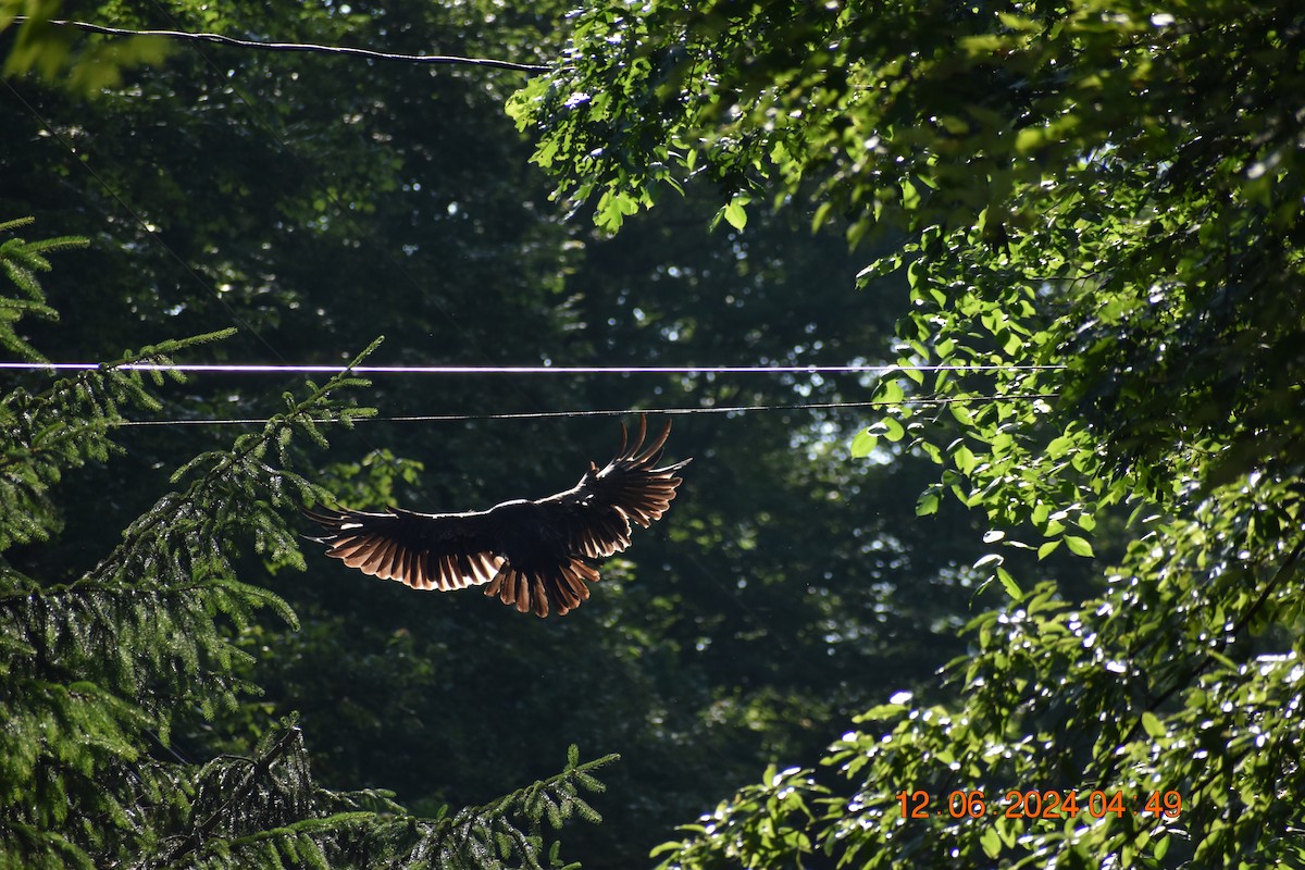 Turkey Vulture - ML620357485