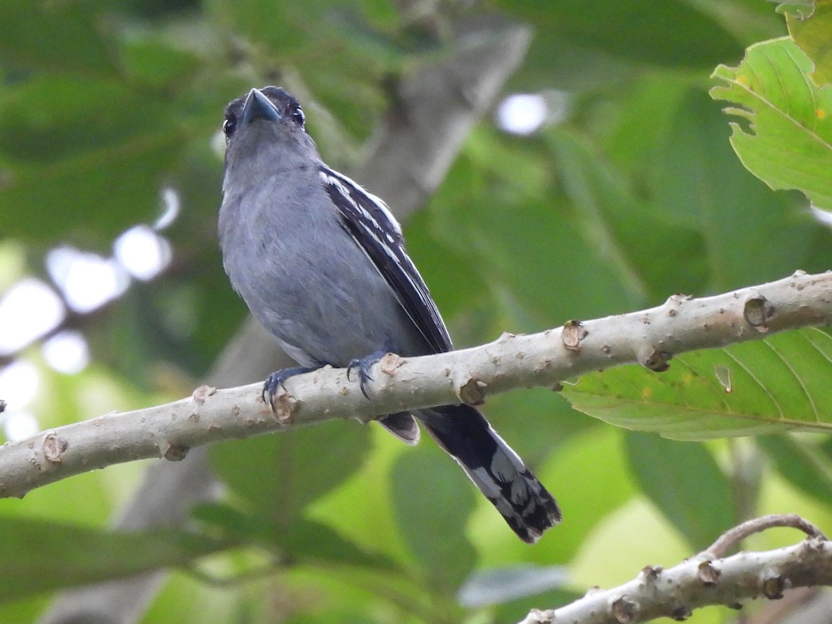 White-winged Becard - ML620357495