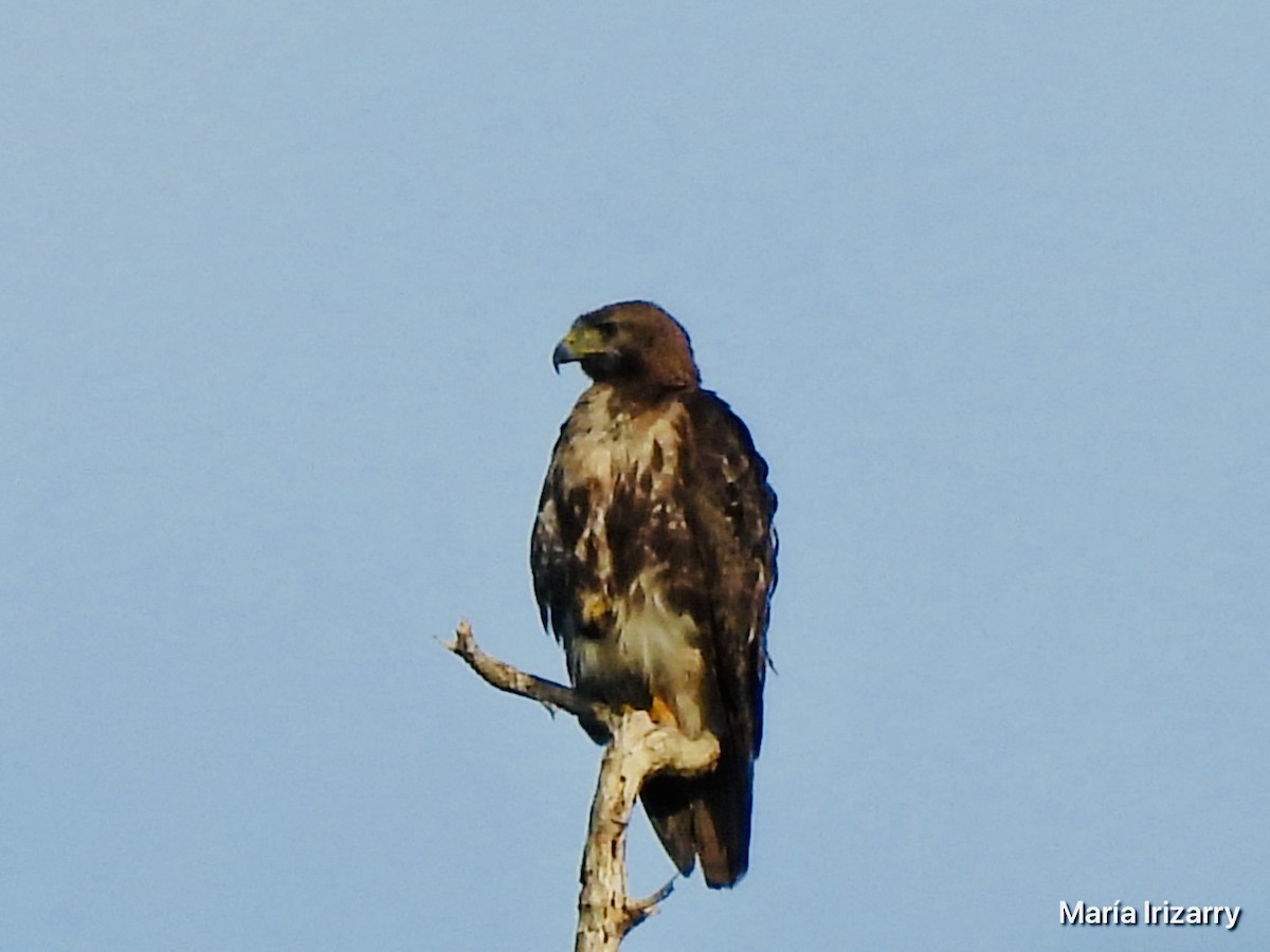 Red-tailed Hawk - ML620357503