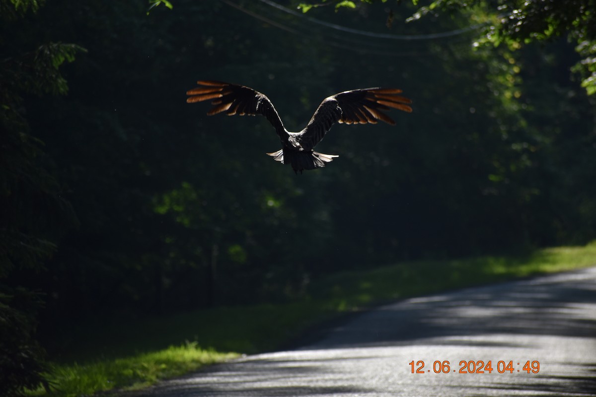 Turkey Vulture - ML620357511