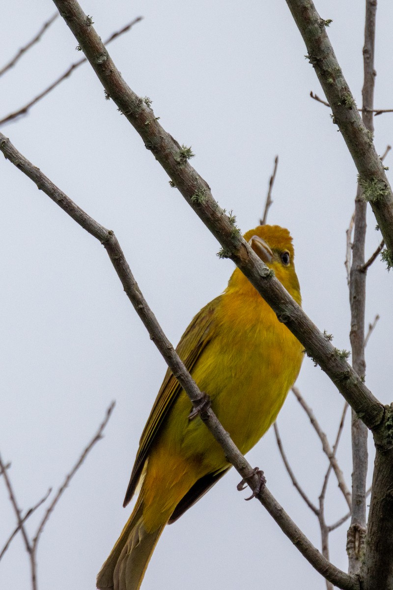 Summer Tanager - ML620357515