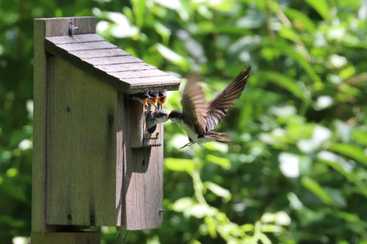 Tree Swallow - ML620357531