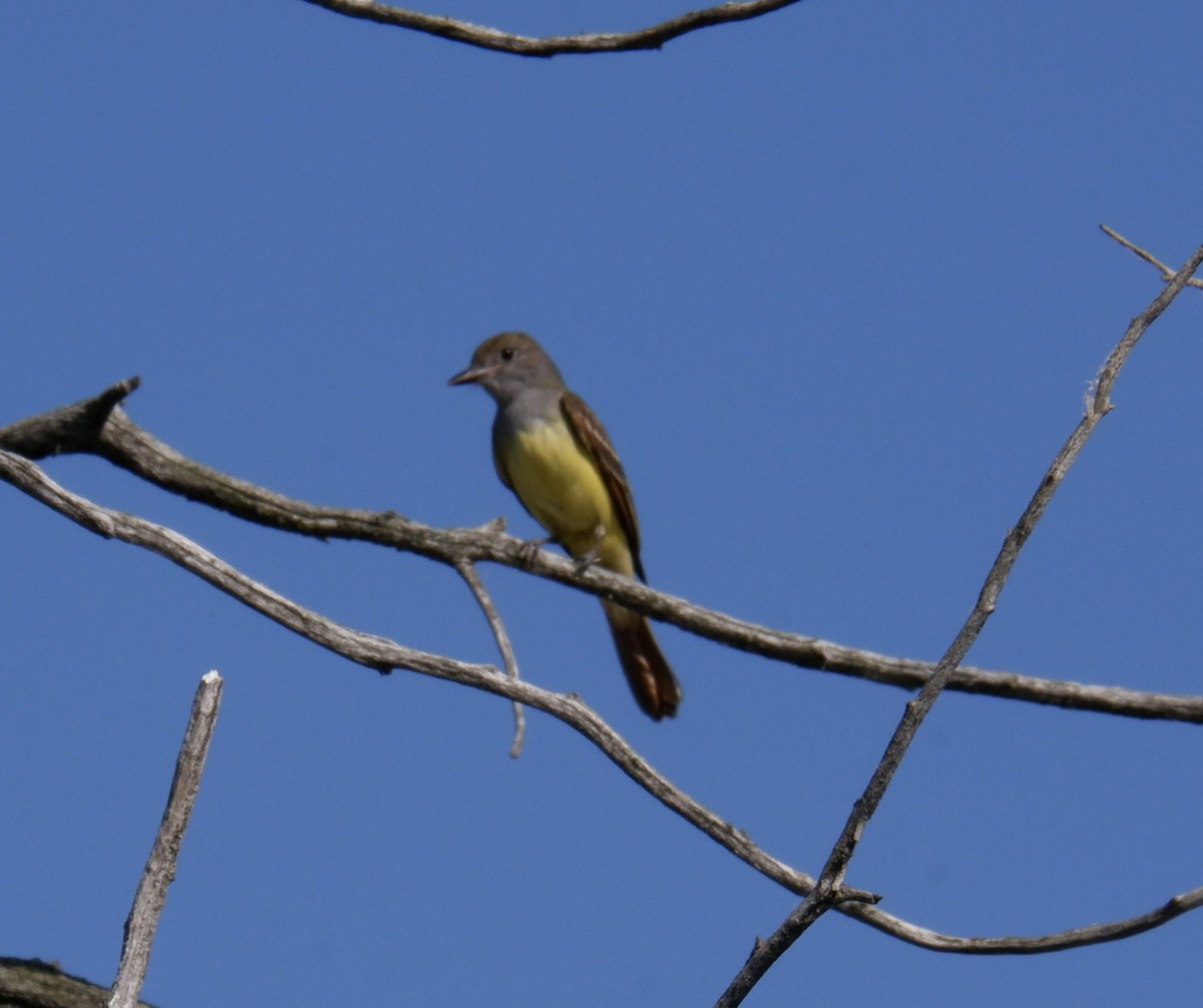 Great Crested Flycatcher - ML620357532