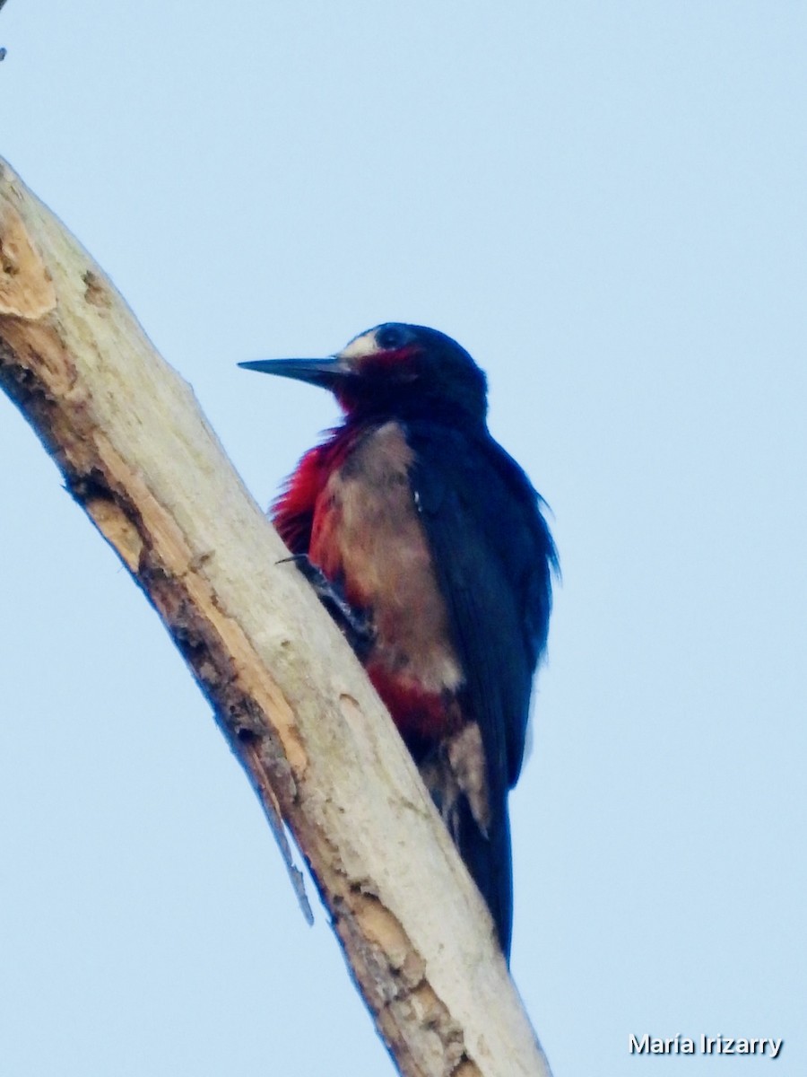 Puerto Rican Woodpecker - Maria del R Irizarry Gonzalez