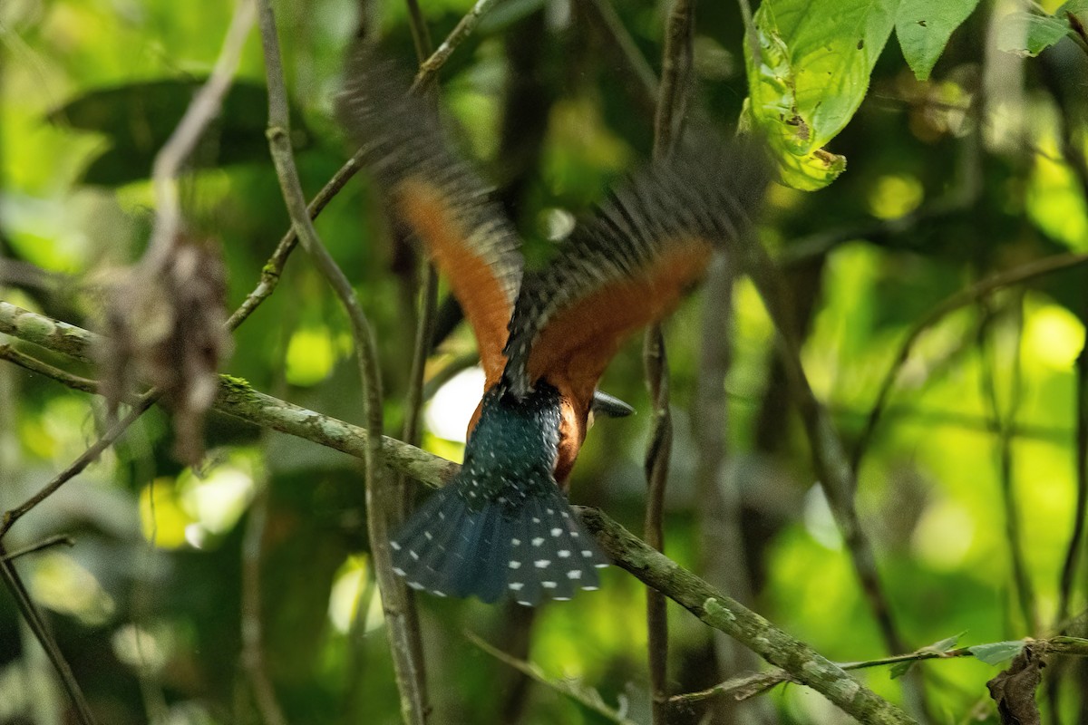 Green-and-rufous Kingfisher - ML620357550
