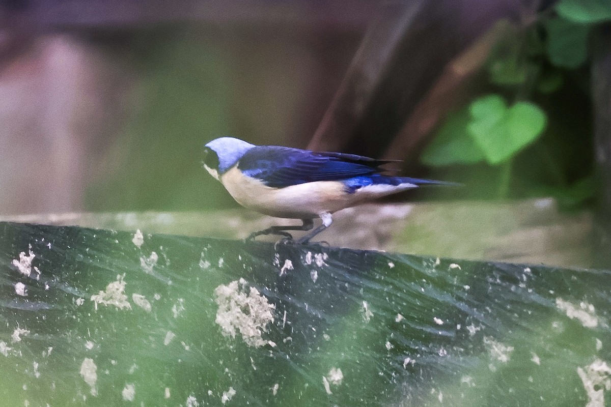 Fawn-breasted Tanager - ML620357565