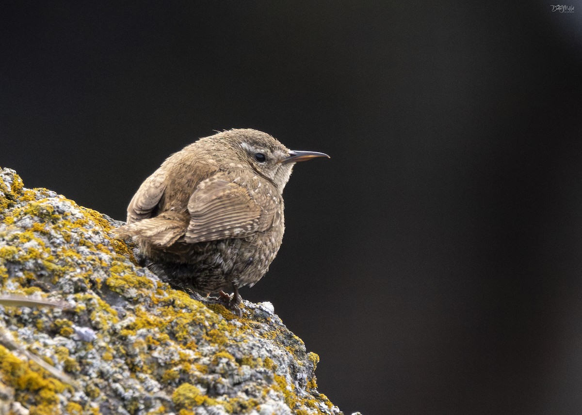 Pacific Wren (alascensis Group) - ML620357615
