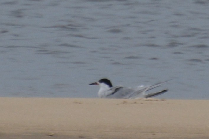 Common Tern - ML620357623