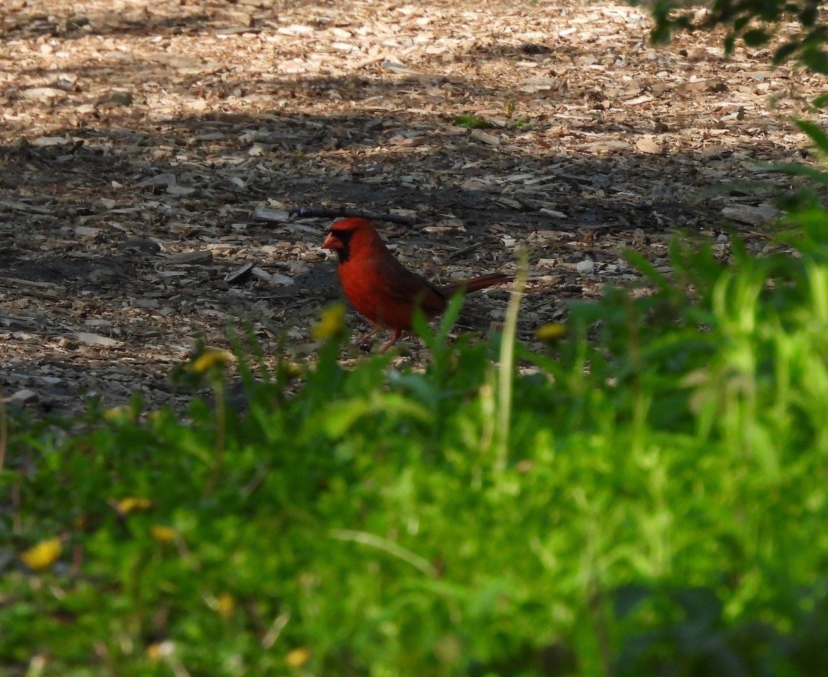 Cardinal rouge - ML620357625