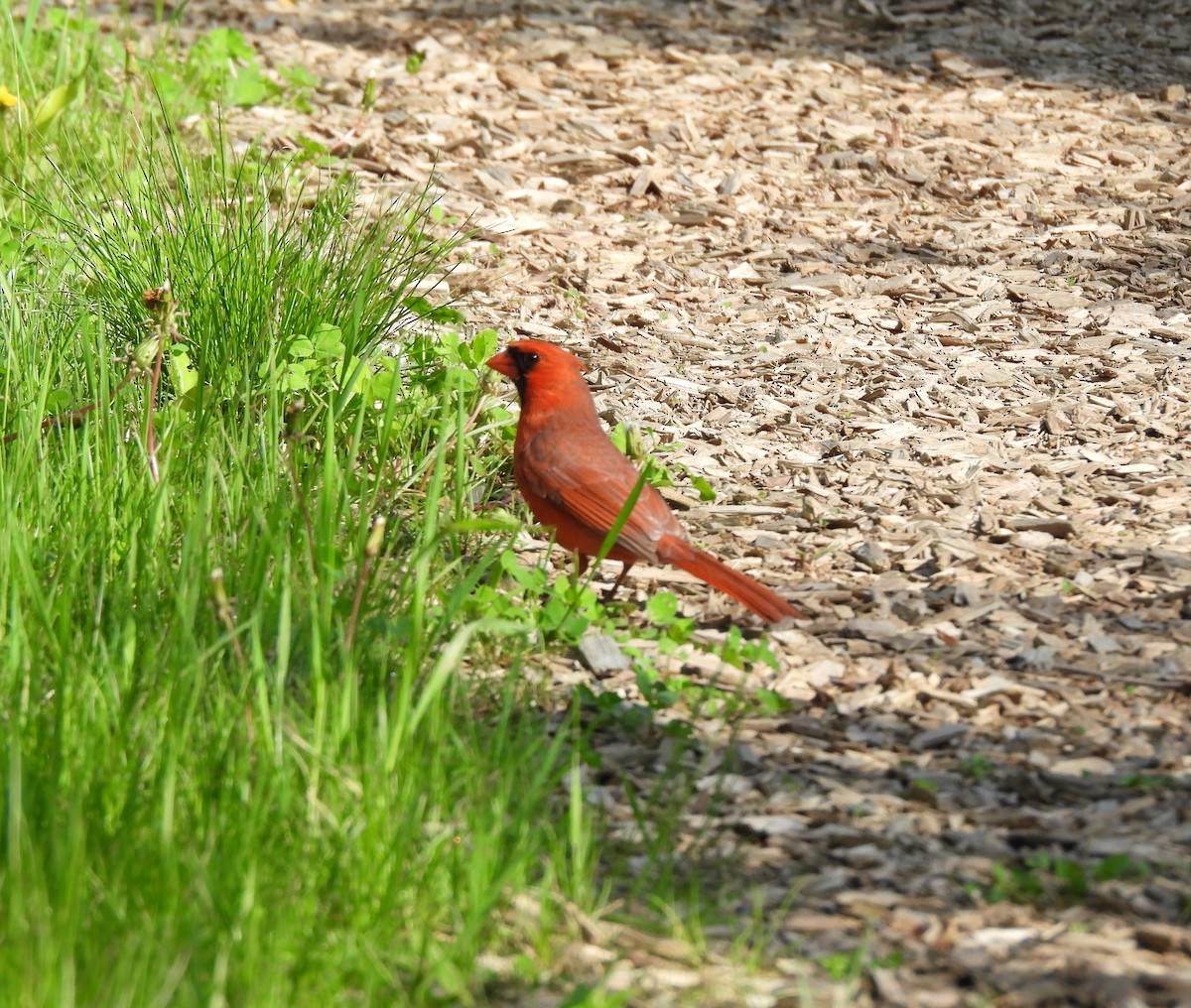 Cardinal rouge - ML620357627
