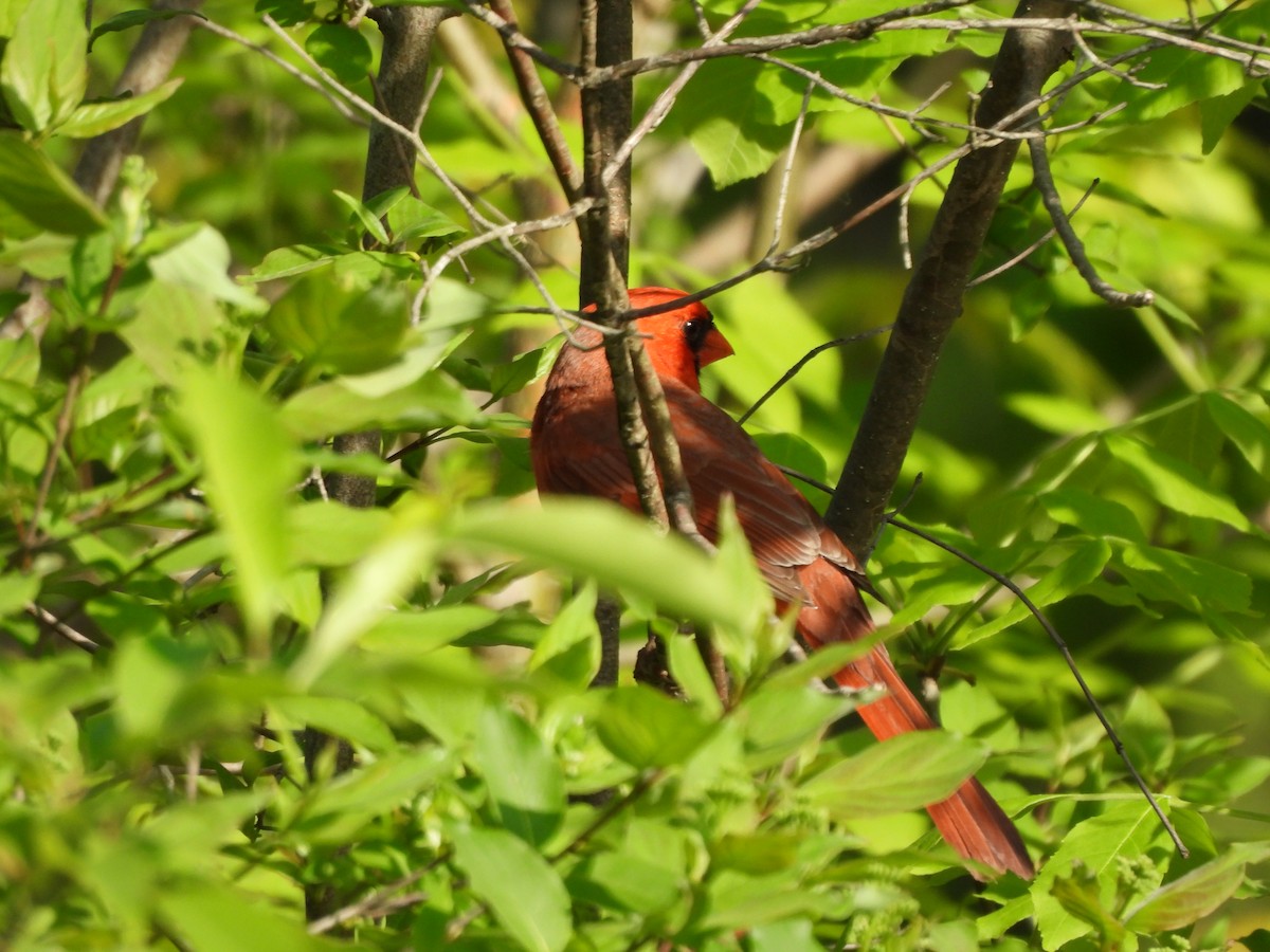 Cardinal rouge - ML620357629