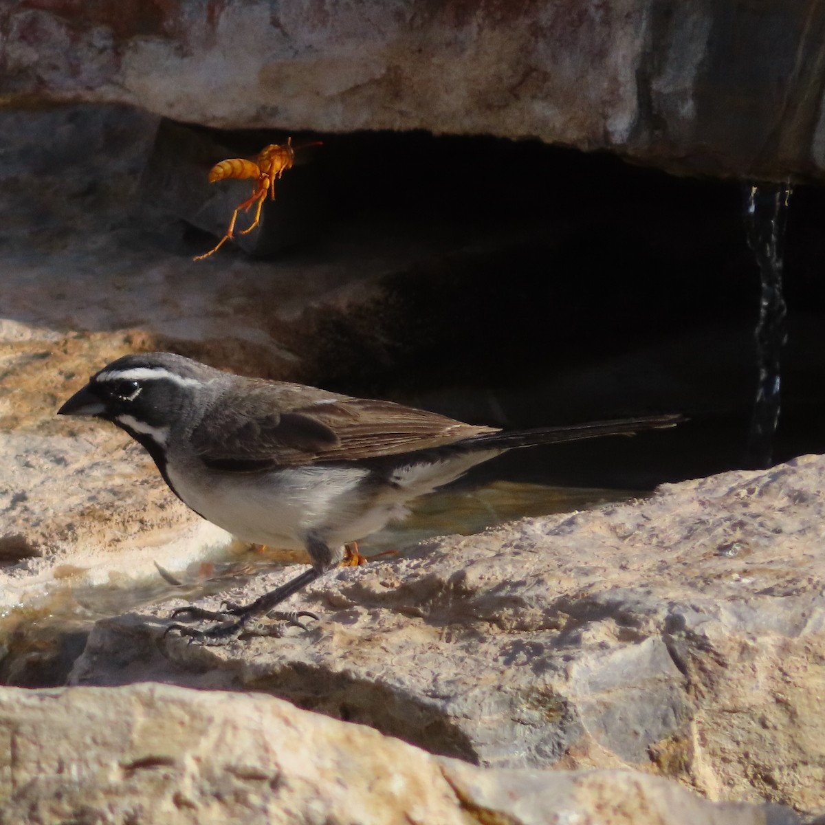 Black-throated Sparrow - ML620357632