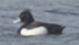 Tufted Duck - ML620357647