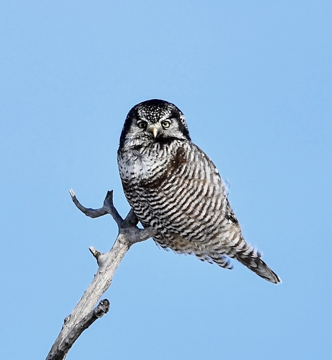 Northern Hawk Owl - ML620357653