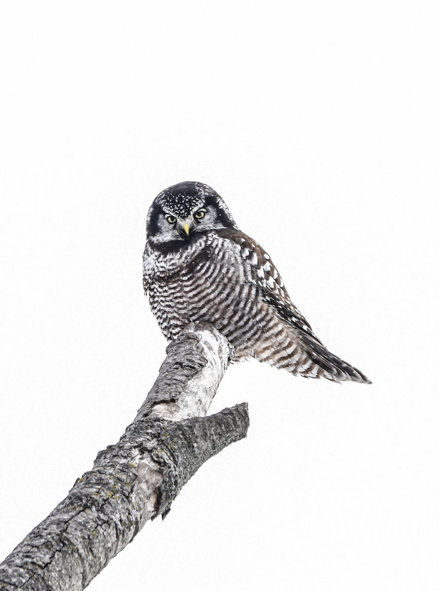 Northern Hawk Owl - ML620357654