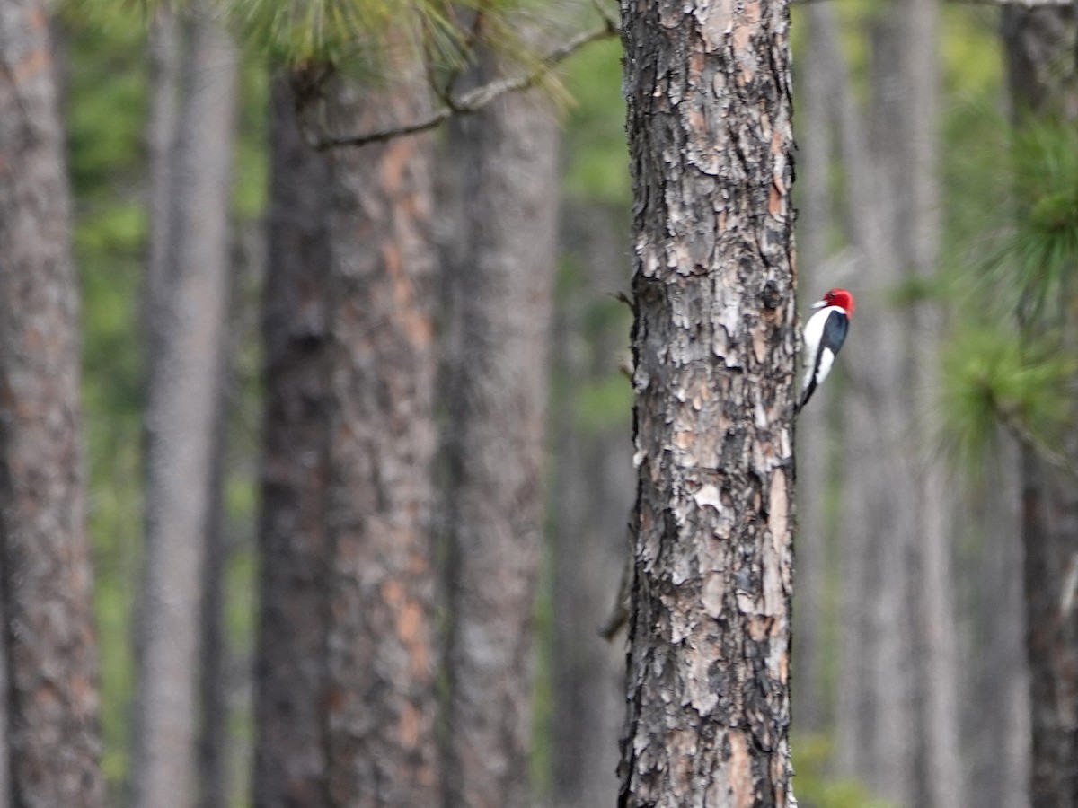 Red-headed Woodpecker - ML620357658