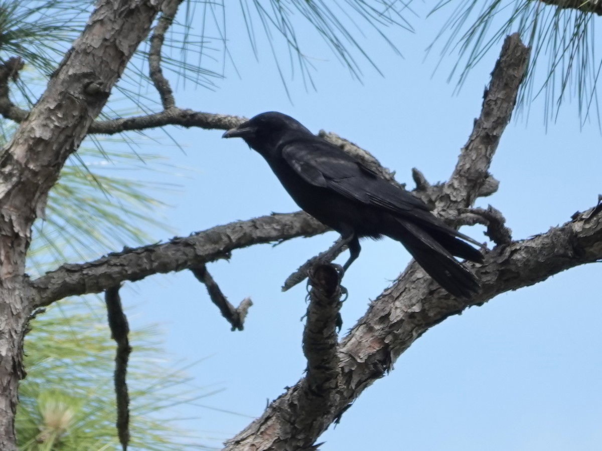 Fish Crow - ML620357662