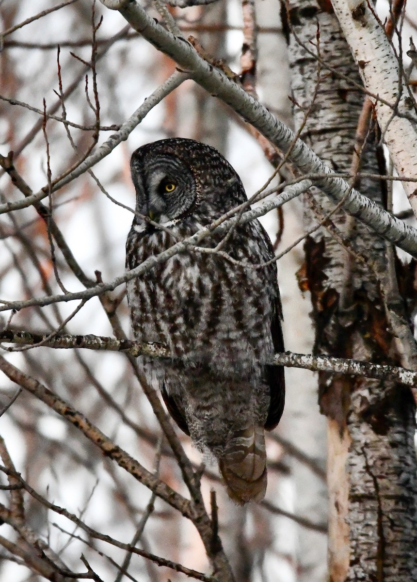 Great Gray Owl - ML620357668