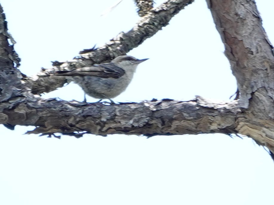 Brown-headed Nuthatch - ML620357678