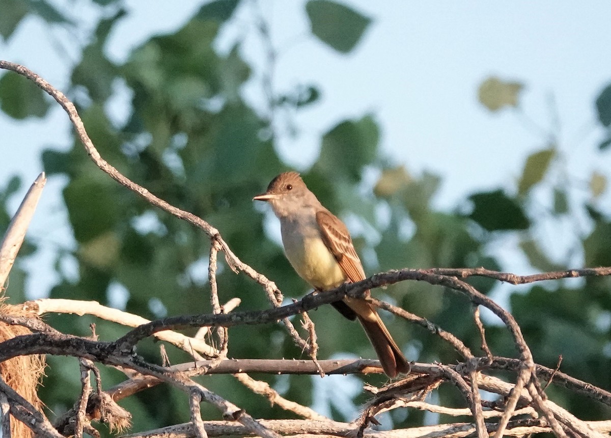 Brown-crested Flycatcher - ML620357682