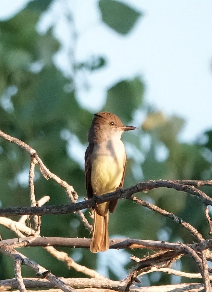 Brown-crested Flycatcher - ML620357687