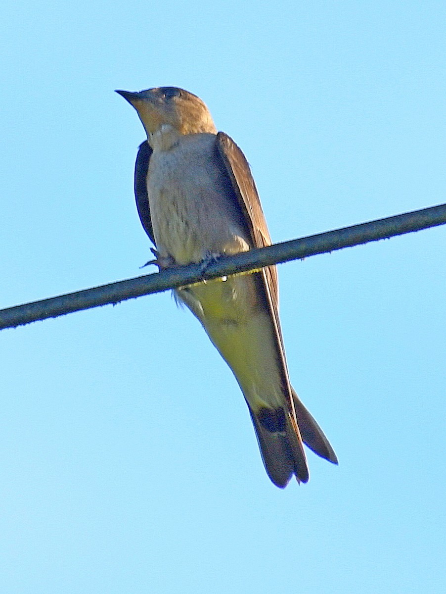 Southern Rough-winged Swallow - ML620357692
