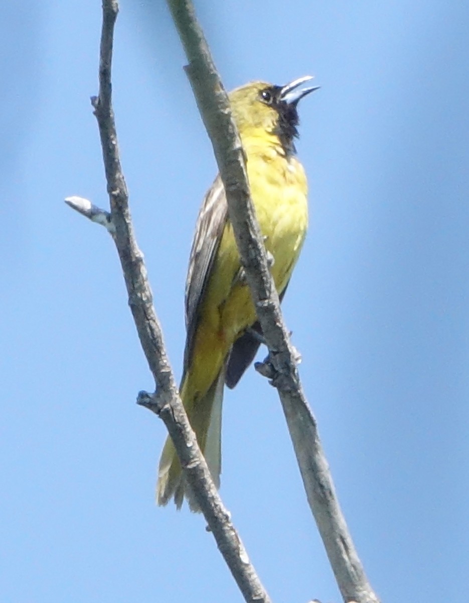 Orchard Oriole - ML620357695