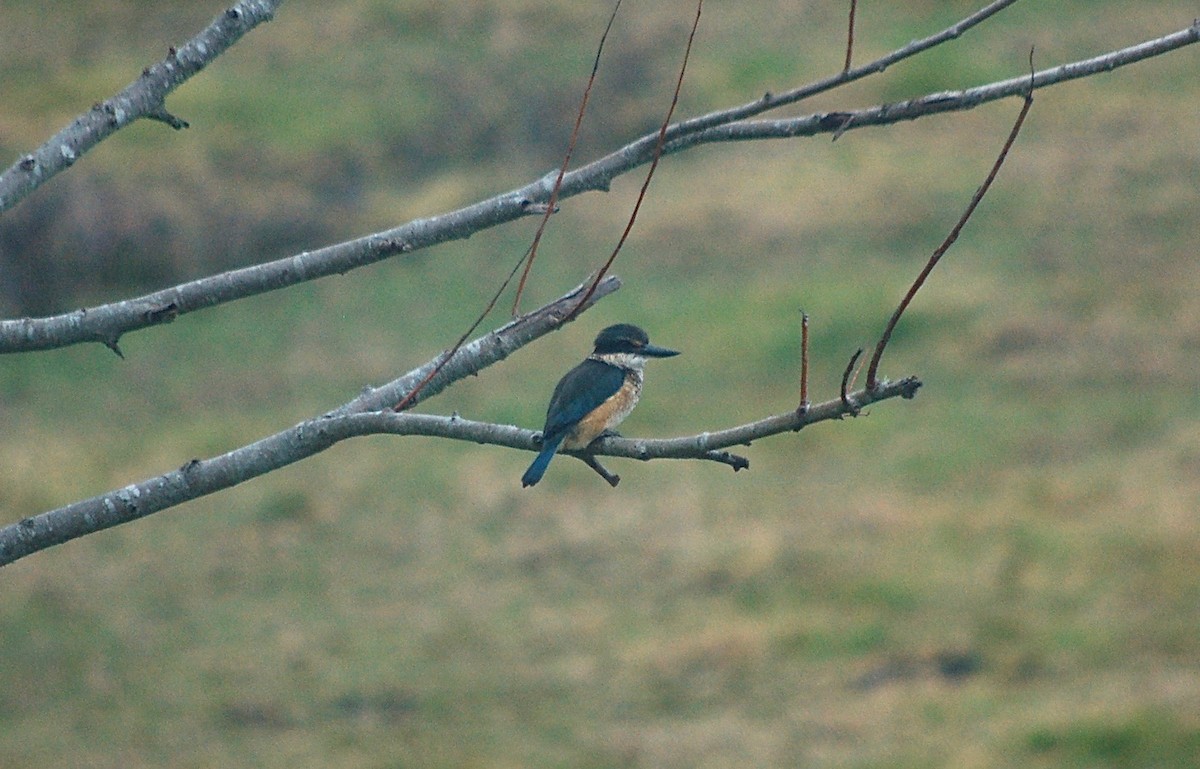 Sacred Kingfisher - ML620357700