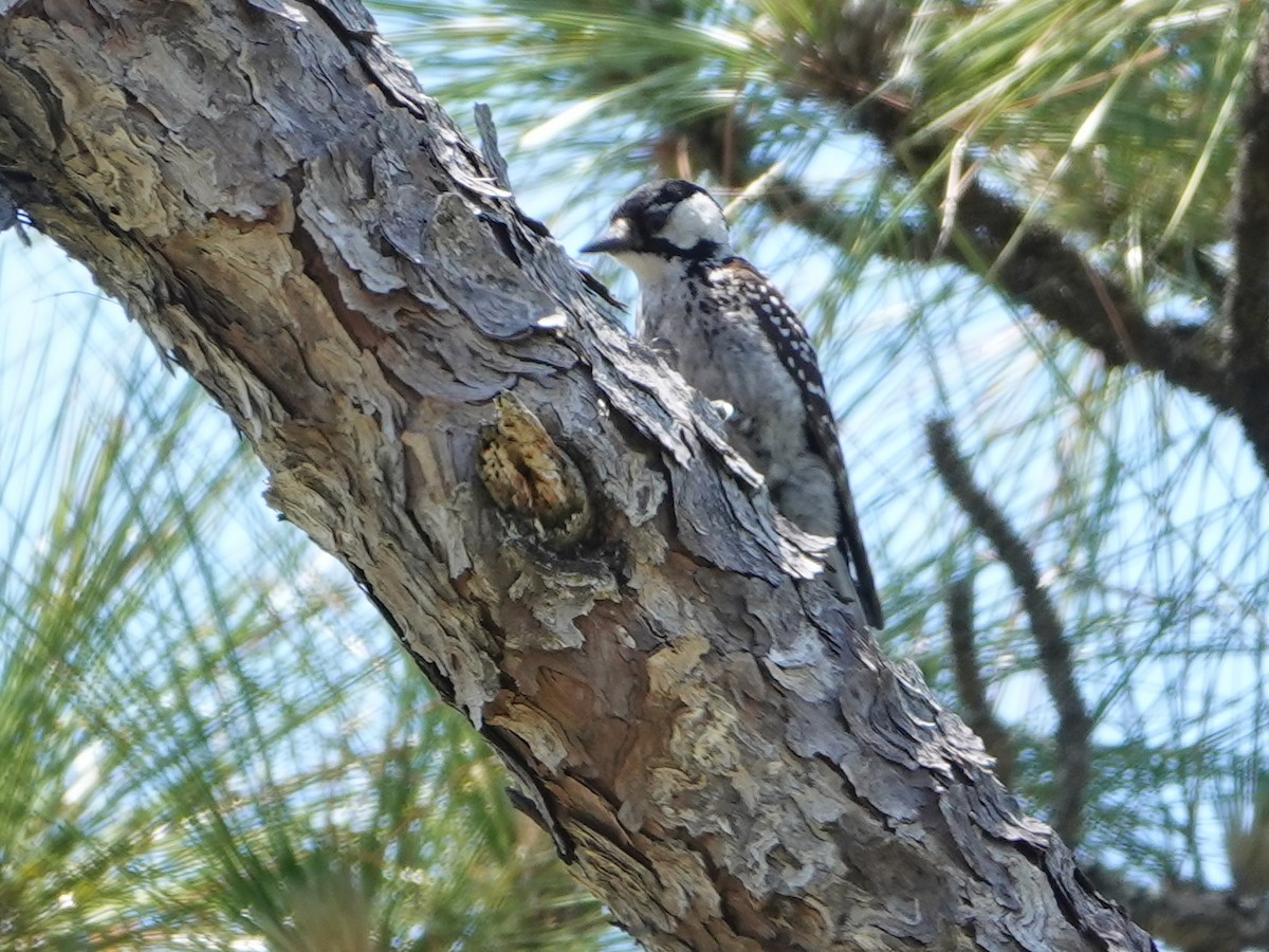 Red-cockaded Woodpecker - ML620357708