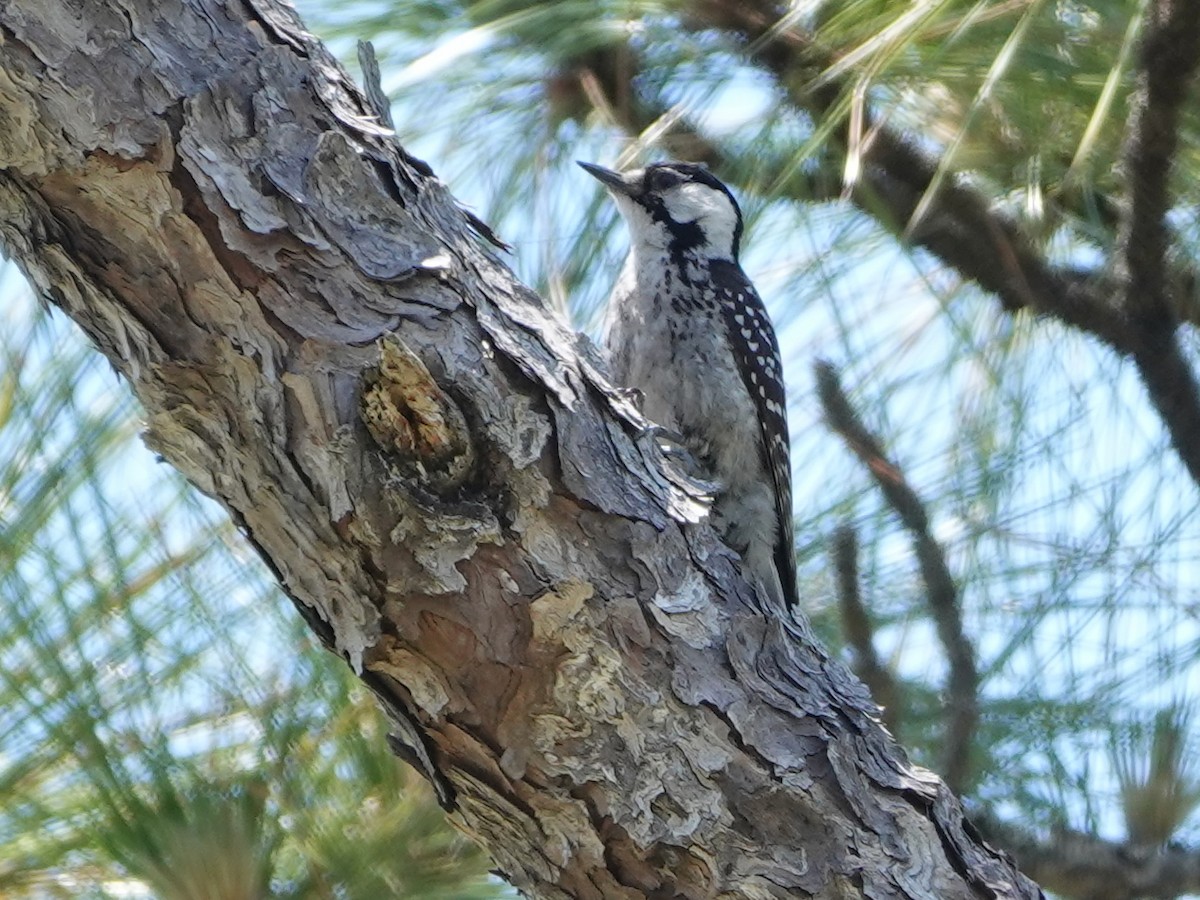 Red-cockaded Woodpecker - ML620357709