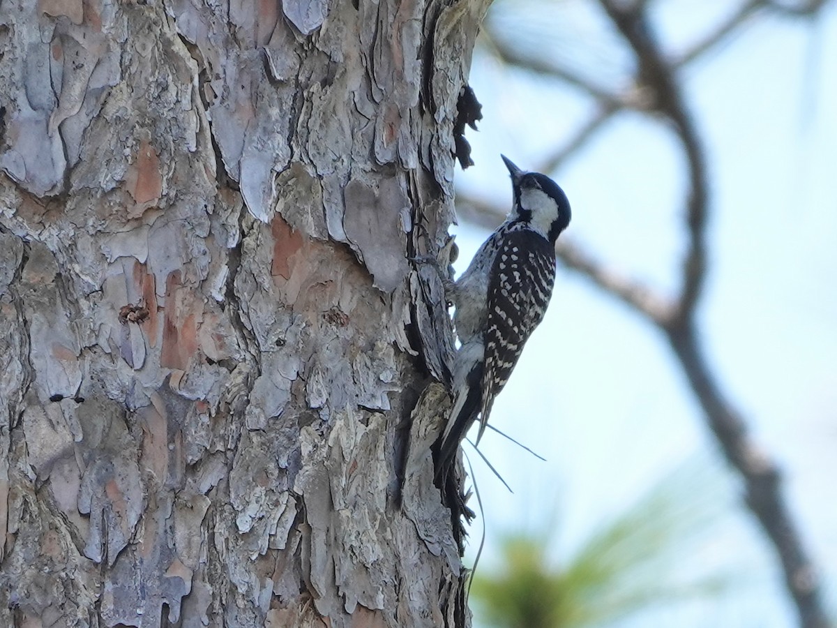 Red-cockaded Woodpecker - ML620357712