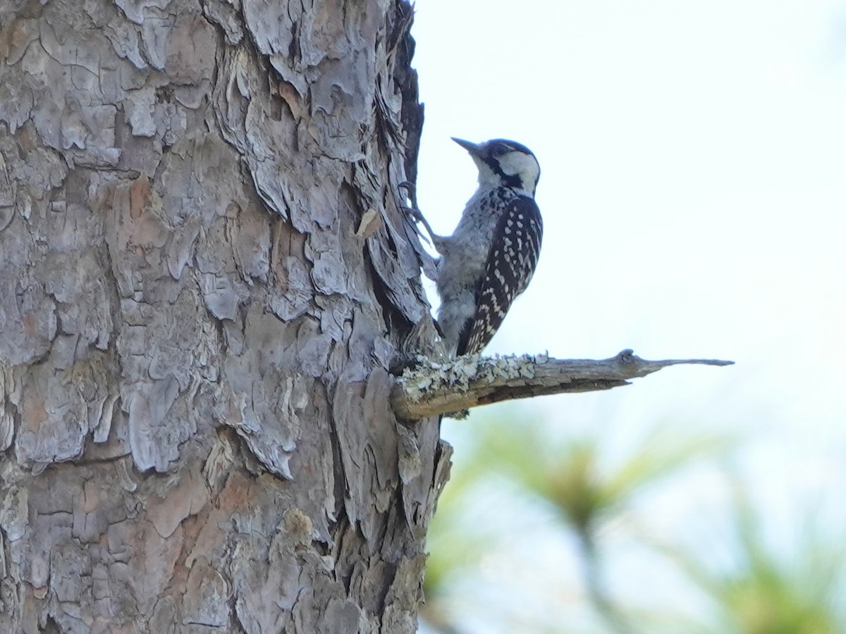 Red-cockaded Woodpecker - ML620357713