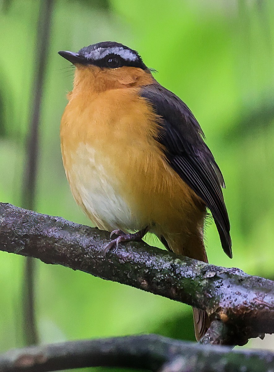 Gray-winged Robin-Chat - ML620357716