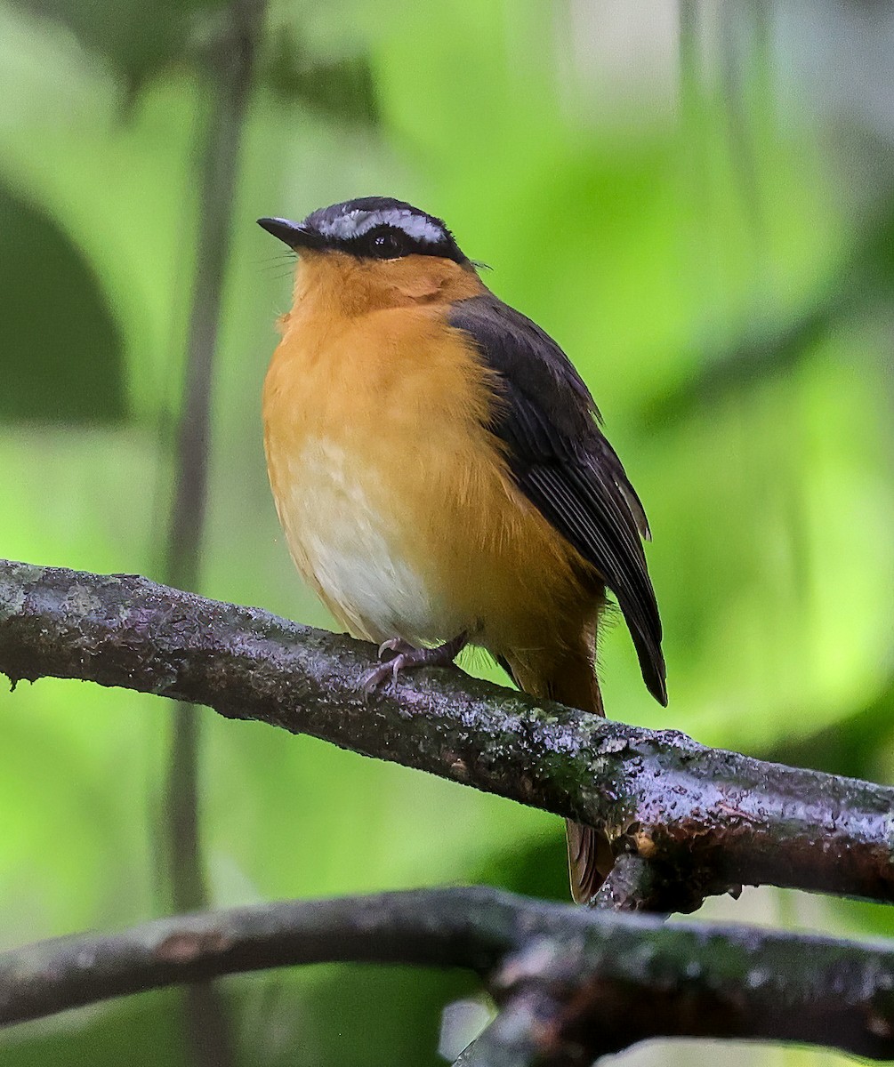 Gray-winged Robin-Chat - ML620357717