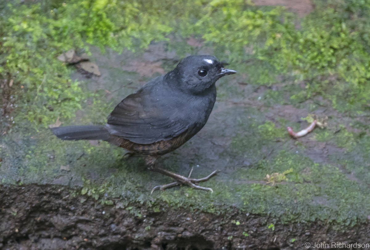 White-crowned Tapaculo - ML620357721