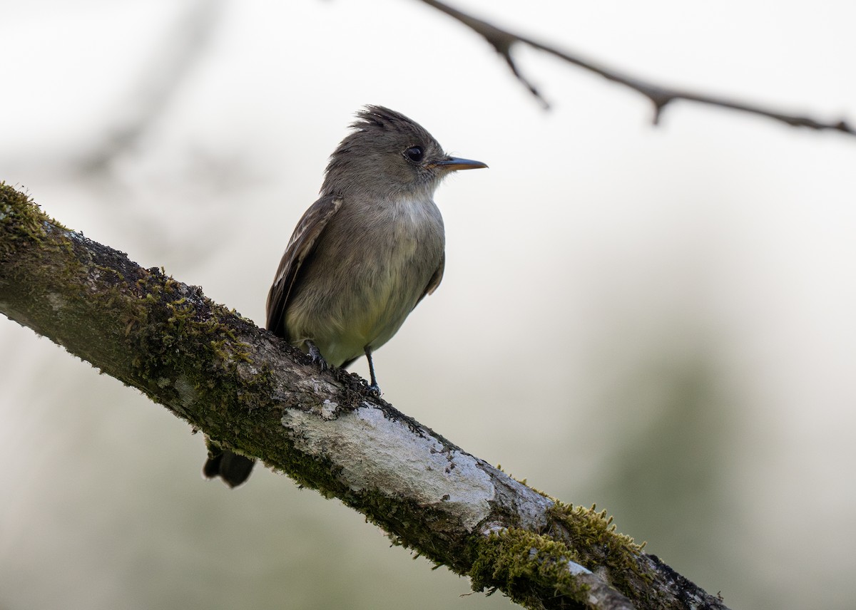 Northern Tropical Pewee - ML620357731