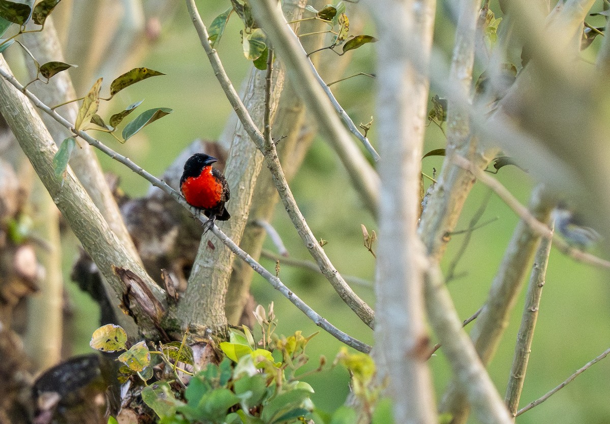 Red-breasted Meadowlark - ML620357739